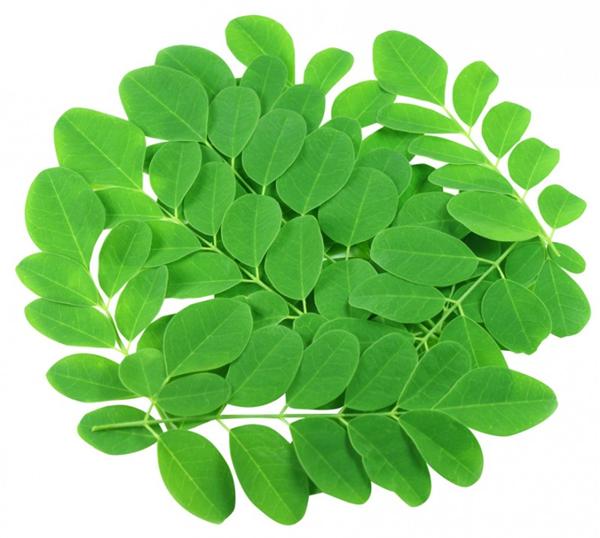 100% PURO Moringa Oleifera USDA ORGÁNICO foliar polvo Premium hño hindi GMO