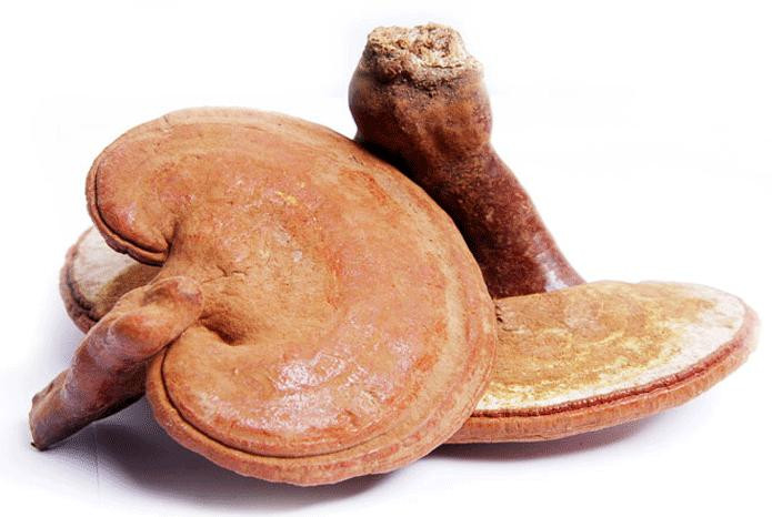 Ganoderma lucidum extract
