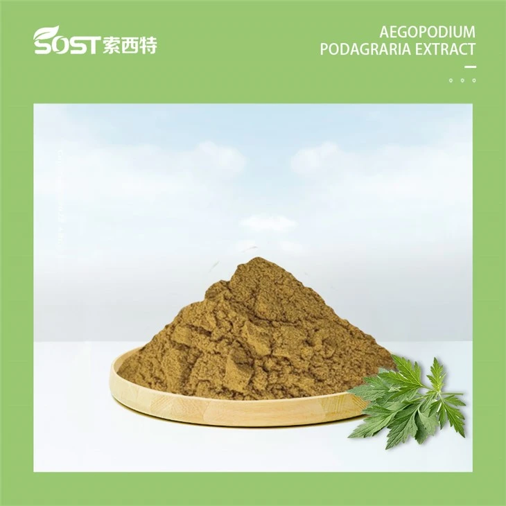 Aegopodium Podagraria Extract Powder