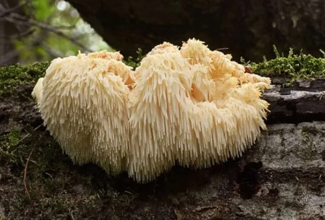 Hericium Erinaceus Hericium Erinaceus